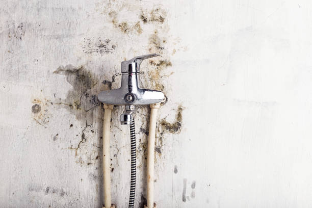 Best Mold Damage Repair  in Morrisville, NY