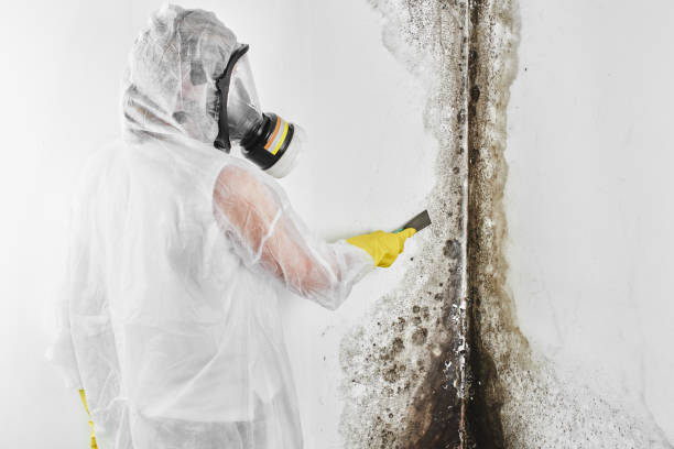 Best Mold Cleaning Services  in Morrisville, NY
