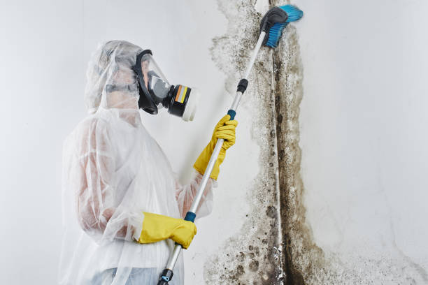Morrisville, NY Mold Removal Company