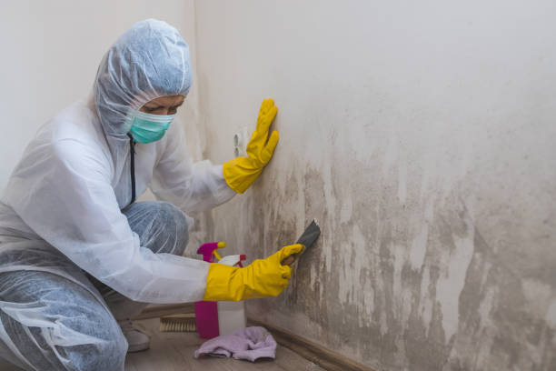 Best Mold Testing  in Morrisville, NY