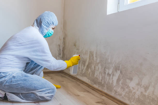 Mold Removal Process in Morrisville, NY
