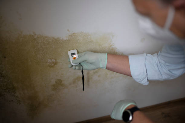 Best Mold Remediation  in Morrisville, NY