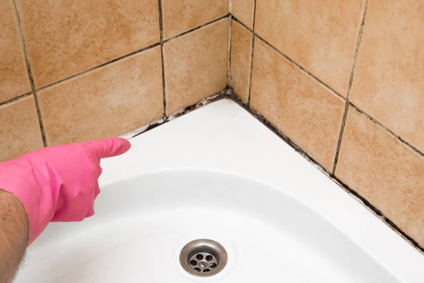 Best Professional Mold Removal  in Morrisville, NY